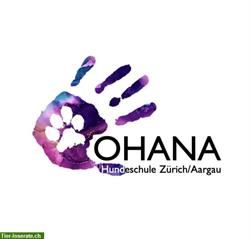 Bild 2: Hundetraining | Hundeschule OHANA Z&#252;rich &amp; Aargau