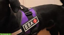 Bild 5: Hundeschule Hilfshunde: Assistenzhunde und Emotional Support Dogs | ESA