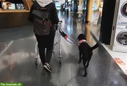 Bild 7: Mobile Hundeschule Hilfshunde