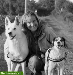 Hundepsychologische Praxis: Kurse, Verhaltenstherapie, Einzeltraining