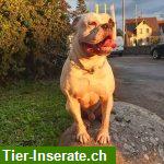 Bild 2: Bieten Training f&#252;r verhaltensauff&#228;llige Hunde