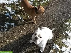 Bild 3: Bieten Training f&#252;r verhaltensauff&#228;llige Hunde