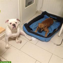 Bild 4: Bieten Training f&#252;r verhaltensauff&#228;llige Hunde