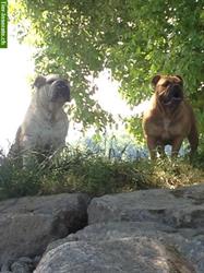Bild 5: Bieten Training f&#252;r verhaltensauff&#228;llige Hunde