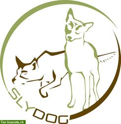 Bild 2: Mantrailing Einsteiger Workshop, Personensuche mit Hund