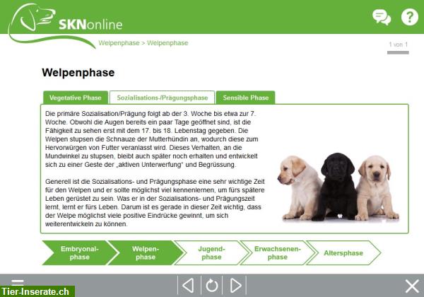 Online Hundeschule für den Sachkundenachweis Hund, SKN