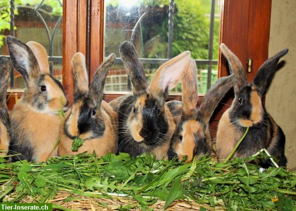 Japaner Kaninchen, Zucht- und Jungtiere zu verkaufen