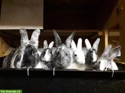 Bild 3: Japaner Kaninchen, Zucht- und Jungtiere zu verkaufen