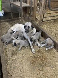 Kangal Herdenschutzhunde Welpen zu verkaufen