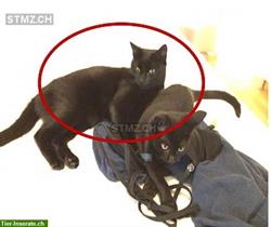 Schwarze Katze entlaufen in Holzhäusern/Rotkreuz ZG