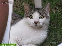 Bild 1: Katze Luna wird vermisst! Bieten Finderlohn! Raum Tagelswangen Lindau