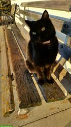 Bild 1: Schwarze Katze vermisst, Region Brunnenthal SO und Heimiswil BE