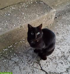 Bild 2: Schwarze Katze vermisst, Region Brunnenthal SO und Heimiswil BE