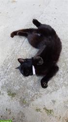 Bild 3: Schwarze Katze vermisst, Region Brunnenthal SO und Heimiswil BE