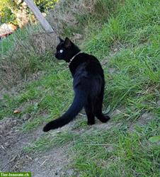 Bild 4: Schwarze Katze vermisst, Region Brunnenthal SO und Heimiswil BE