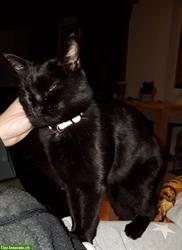 Bild 5: Schwarze Katze vermisst, Region Brunnenthal SO und Heimiswil BE
