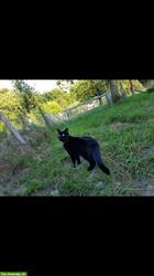 Bild 6: Schwarze Katze vermisst, Region Brunnenthal SO und Heimiswil BE