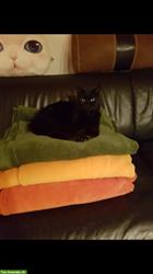 Bild 7: Schwarze Katze vermisst, Region Brunnenthal SO und Heimiswil BE