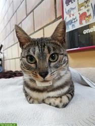 Bild 2: Katze „Minnie“ vermisst in Volketswil ZH