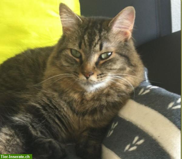 Katze "Mythos" vermisst, ein 12-jähriger Maine Coon Kater