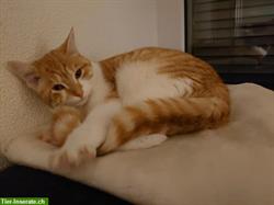 Bild 4: Katze Juna vermisst seit 8. Juni in Tagelswangen ZH
