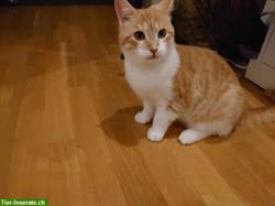 Bild 5: Katze Juna vermisst seit 8. Juni in Tagelswangen ZH