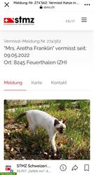 Bild 2: Junge Siamkatze vermisst in Feuerthalen, Schweiz