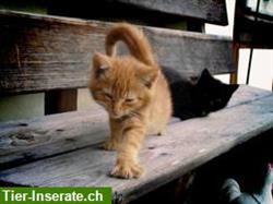 Bild 2: Raschelsack f&#252;r Katzen und Kleinhunde zum Spielen