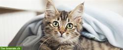 Bild 3: Raschelsack f&#252;r Katzen und Kleinhunde zum Spielen