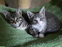 Diverse Katzen aus kleinem Tierheim, Auffangstation