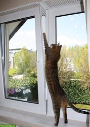 Kippfensterschutz für Katzen, Katzenschutzgitter, ohne Bohren, Kleben