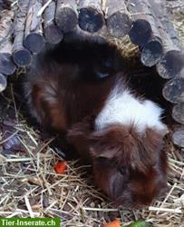 Bild 4: Katzenbetreuung bei ihnen Zuhause: In und um die Stadt Z&#252;rich