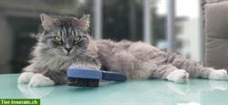 Bild 5: Katzenbetreuung bei ihnen Zuhause: In und um die Stadt Z&#252;rich