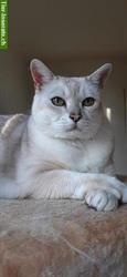 Bild 7: Katzenbetreuung bei ihnen Zuhause: In und um die Stadt Z&#252;rich