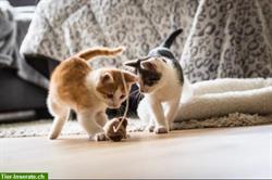 Bild 1: Katzen-, Kleintier- &amp; Hausbetreuung w&#228;hrend ihren Ferien