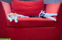 Bild 4: Katzen-, Kleintier- &amp; Hausbetreuung w&#228;hrend ihren Ferien