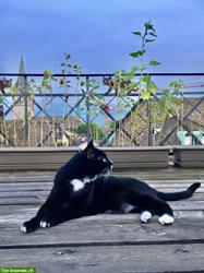 Catsitter in the Seefeld area & Zürich Old Town