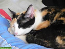 Catsitter: local Petsitter in Rafz, Wil ZH und Hüntwangen, Wasterkingen