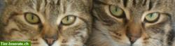 Biete Catsitting in 8707 Uetikon und Umgebung