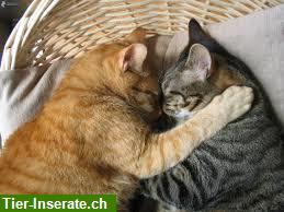Lily's Catsitting - Katzenbetreuung in Aarau und Umgebung