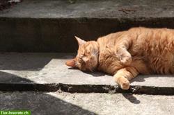 Bild 2: Lily&#39;s Catsitting - Katzenbetreuung in Aarau und Umgebung