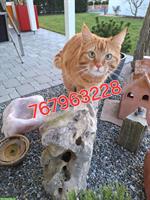 Bild 2: Biete Katzenbetreuung mit Herz und Verstand, Aarau bis Zofingen