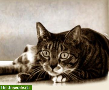 Katzenbetreuung bei ihnen Zuhause, Region Bern