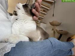 Bild 3: Katzenbetreuung be smile - liebevoll - zuverl&#228;ssig seit 2013