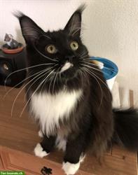 Biete Katzenbetreuung mit Herz in Bern & Umgebung