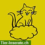 Katzenbetreuung: Büsi Sitting in Thun und Umgebung