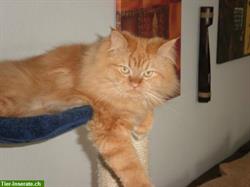 Bild 3: Biete Katzen-/Tierbetreuung mit Liebe und Herz zu verr&#252;ckten Preisen