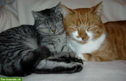 Bild 1: Katzen w&#252;rden ARAS kaufen! Premium-Katzennahrung von ARAS&#174;