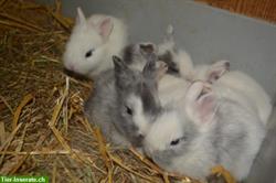 Wertvolle Infos zur Kaninchenhaltung bei Kleintiereonline