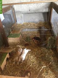 Ferienbetreuung für Kaninchen & Meerschweinchen auf Bauernhof